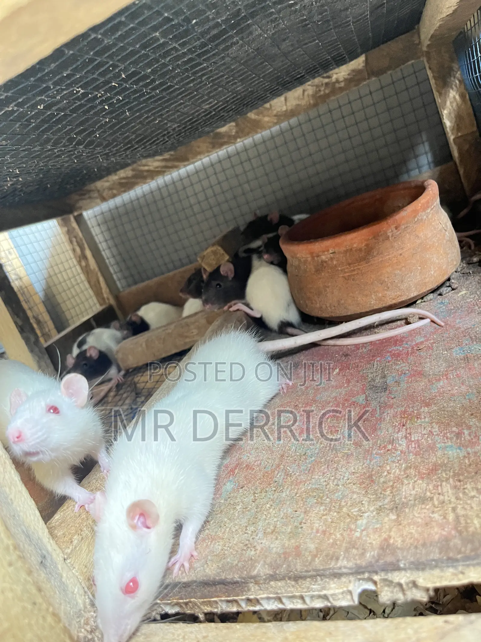 Albino Pet Mouse