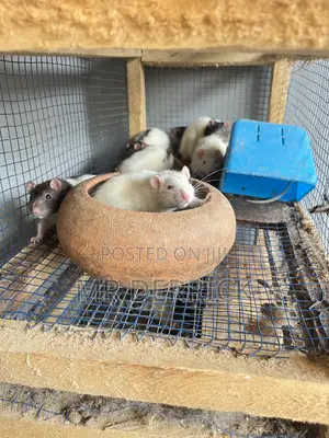 Albino Pet Mouse