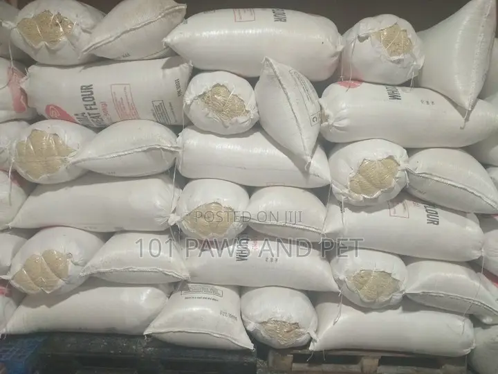 Instant Noodles for Dog
