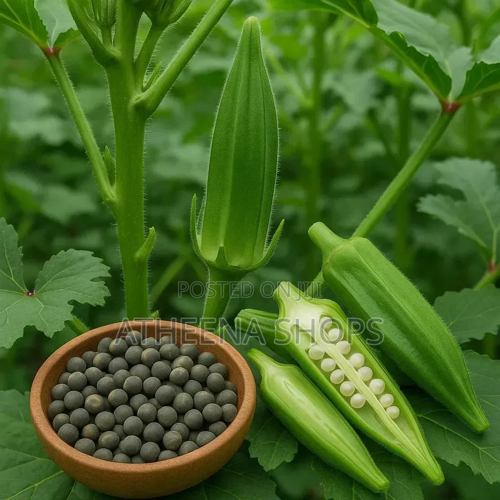 Okro Seeds for Your Home Garden