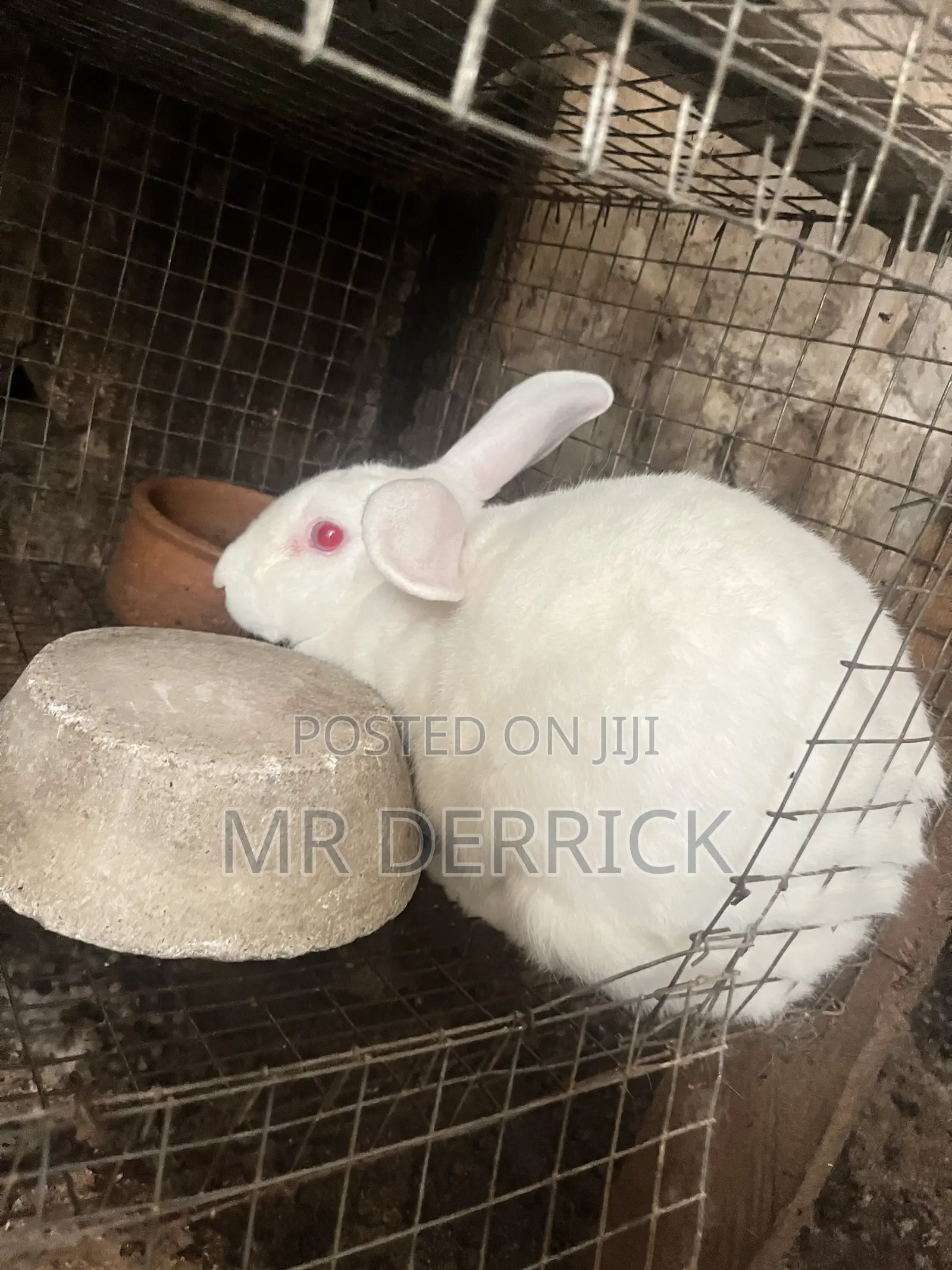 Pregnant Rabbits