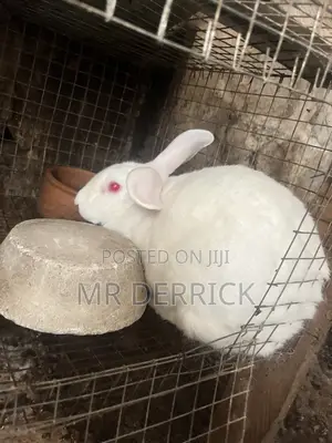 Pregnant Rabbits