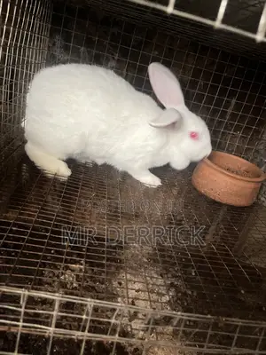 Pregnant Rabbits
