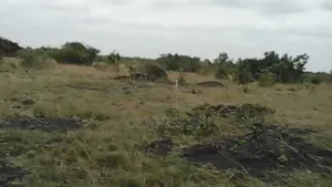 Genuine Lands Only