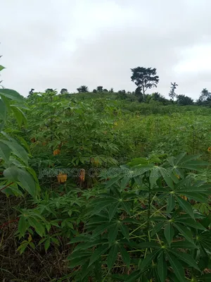 Farmland for Sale
