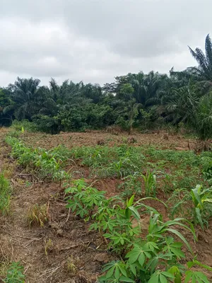 Farmland for Sale