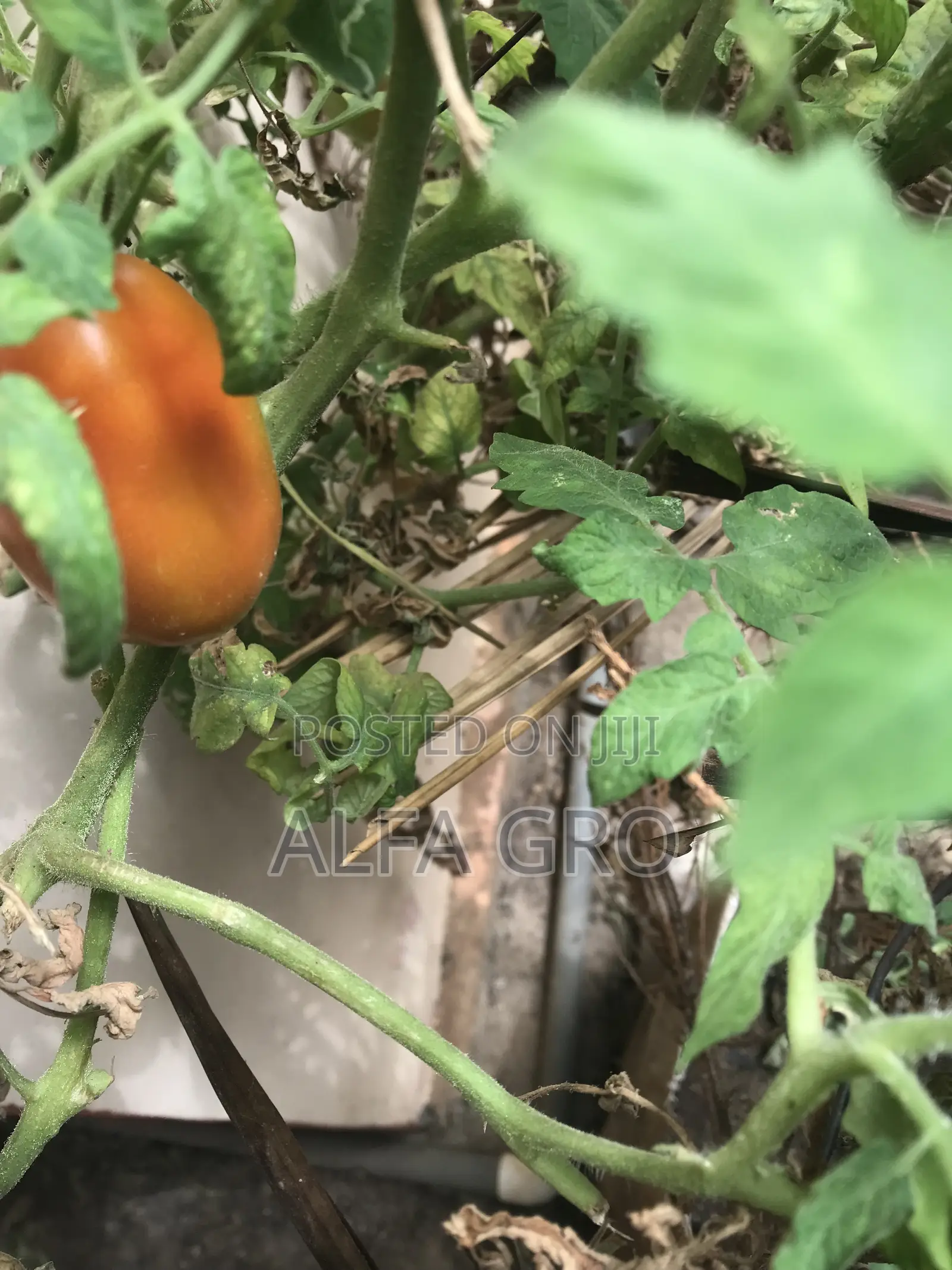 Tomatoes(1 Carton)