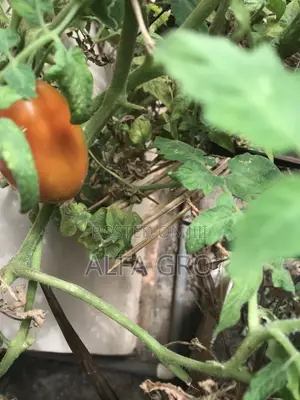 Tomatoes(1 Carton)