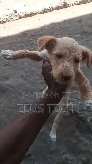 1-3 months Male Mixed Breed Dog