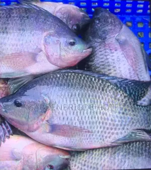 Fresh Tilapia for Sale