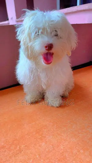 3-6 months Male Purebred Poodle