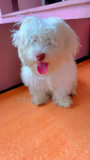 3-6 months Male Purebred Poodle