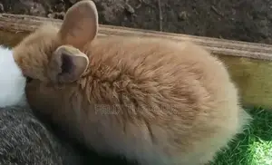 Angola Rabbit