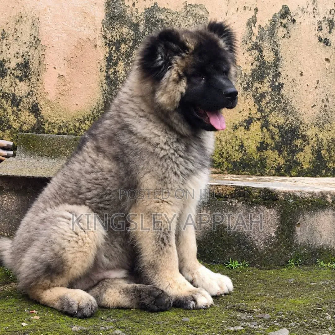 3-6 months Male Purebred Caucasian Shepherd