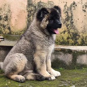3-6 months Male Purebred Caucasian Shepherd