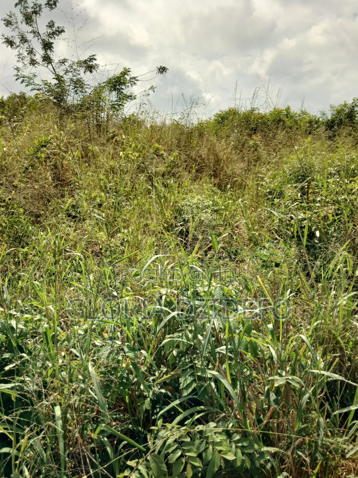 Land at Ho for Sale at a Negotiable Price