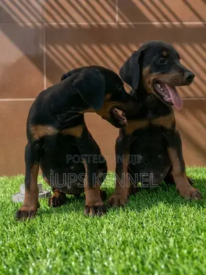 1-3 months Female Purebred Doberman Pinscher
