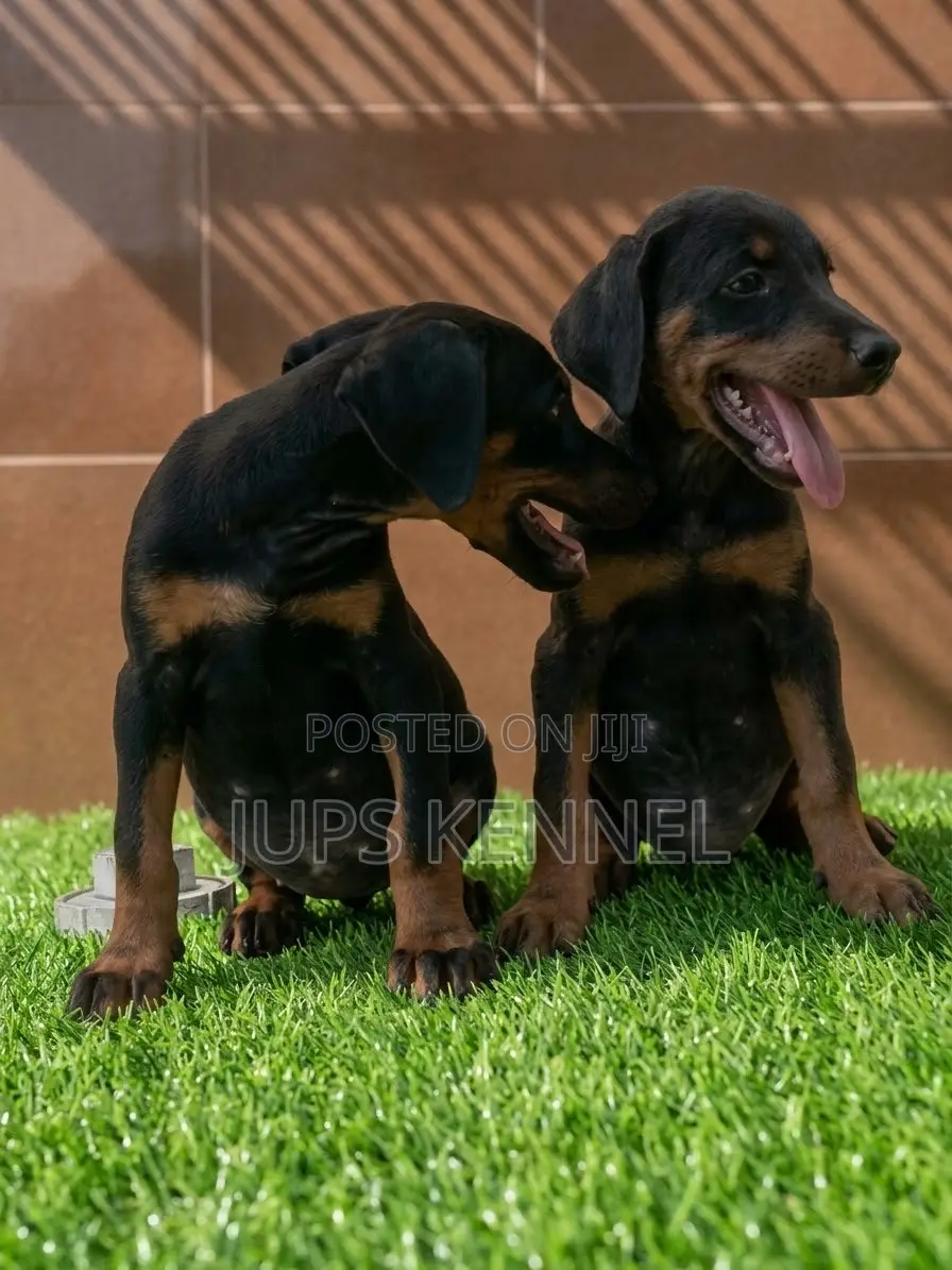 1-3 months Female Purebred Doberman Pinscher
