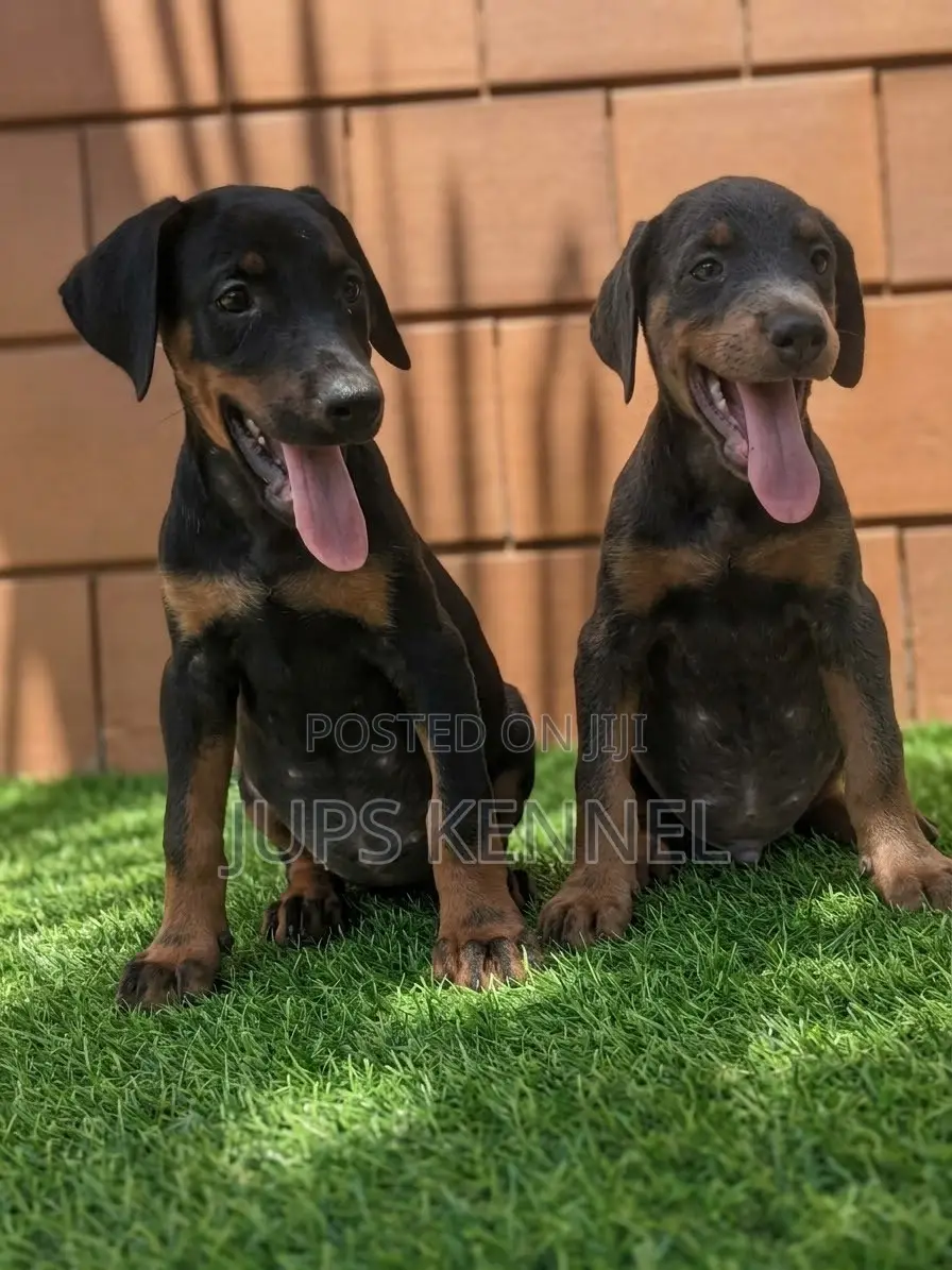 1-3 months Female Purebred Doberman Pinscher