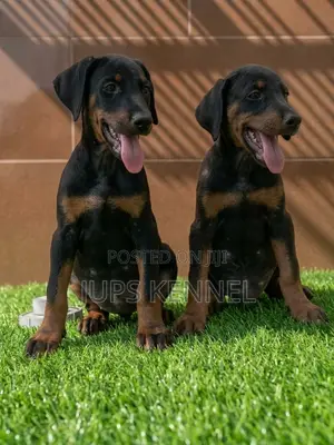 1-3 months Female Purebred Doberman Pinscher