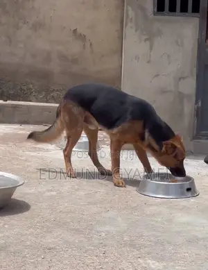 1+ year Male Purebred German Shepherd