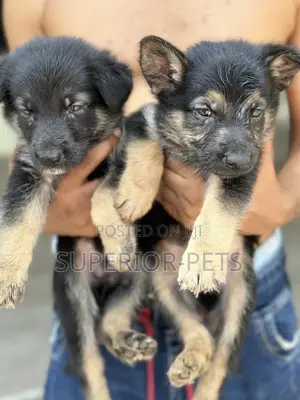 1-3 months Female Purebred German Shepherd