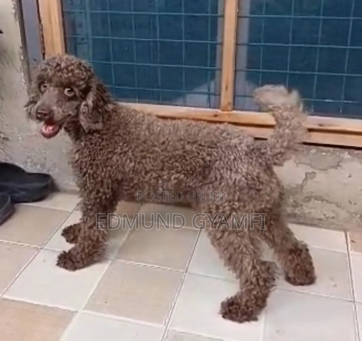 1+ year Male Purebred Poodle