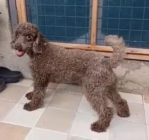 1+ year Male Purebred Poodle