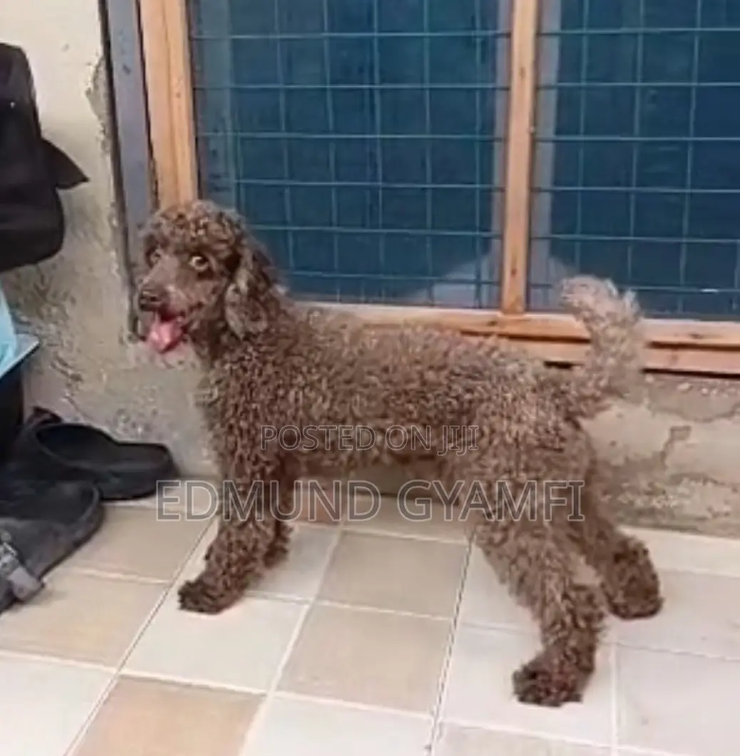 1+ year Male Purebred Poodle