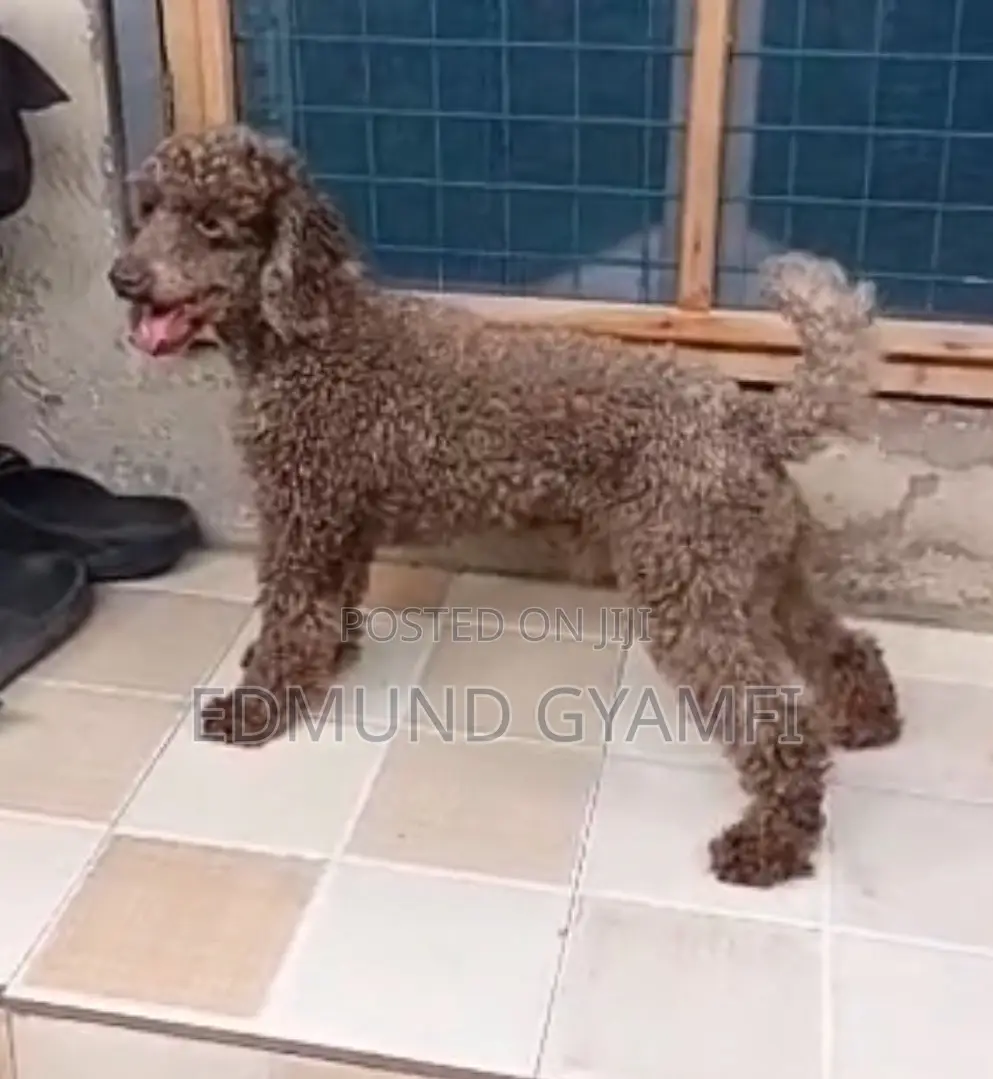 1+ year Male Purebred Poodle