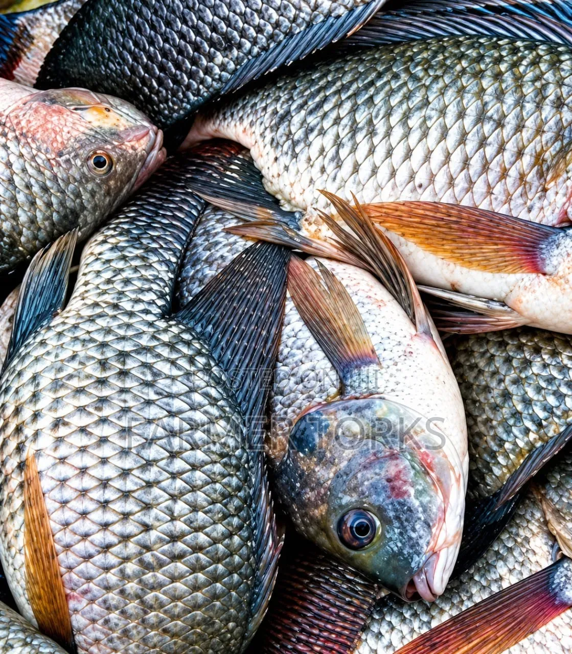 Fresh Tilapia
