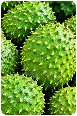 Soursop Friut