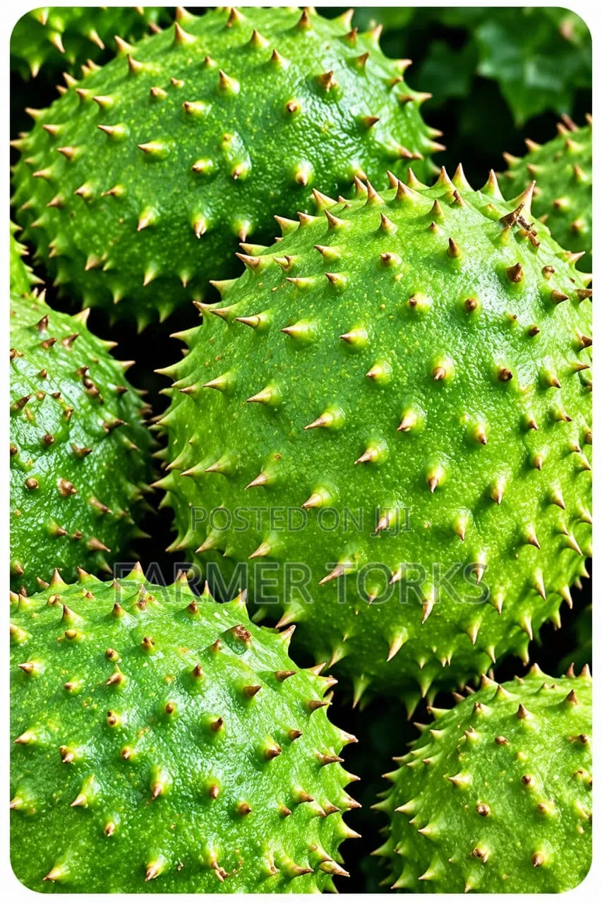 Soursop Friut