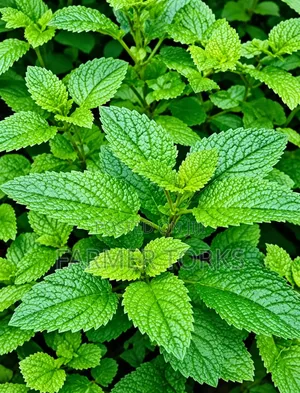 Mints Leaves