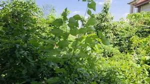 Land at Atimatim-Essen for Sale