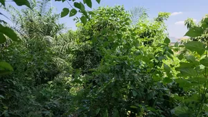 Land at Atimatim-Essen for Sale