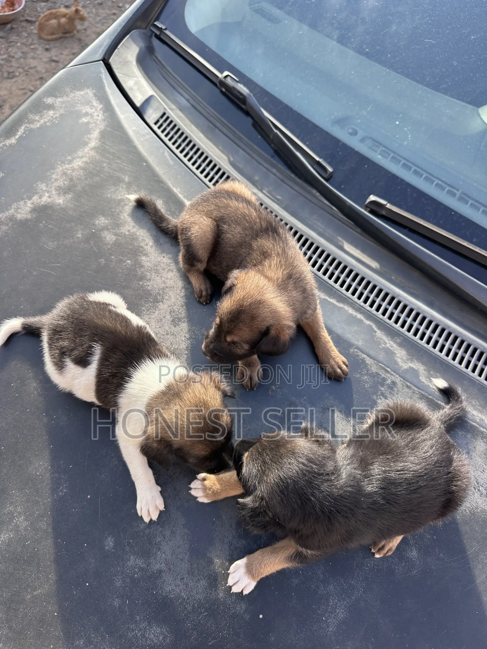 1-3 months Male Mixed Breed Dog
