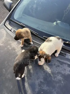 1-3 months Male Mixed Breed Dog
