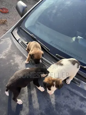1-3 months Male Mixed Breed Dog