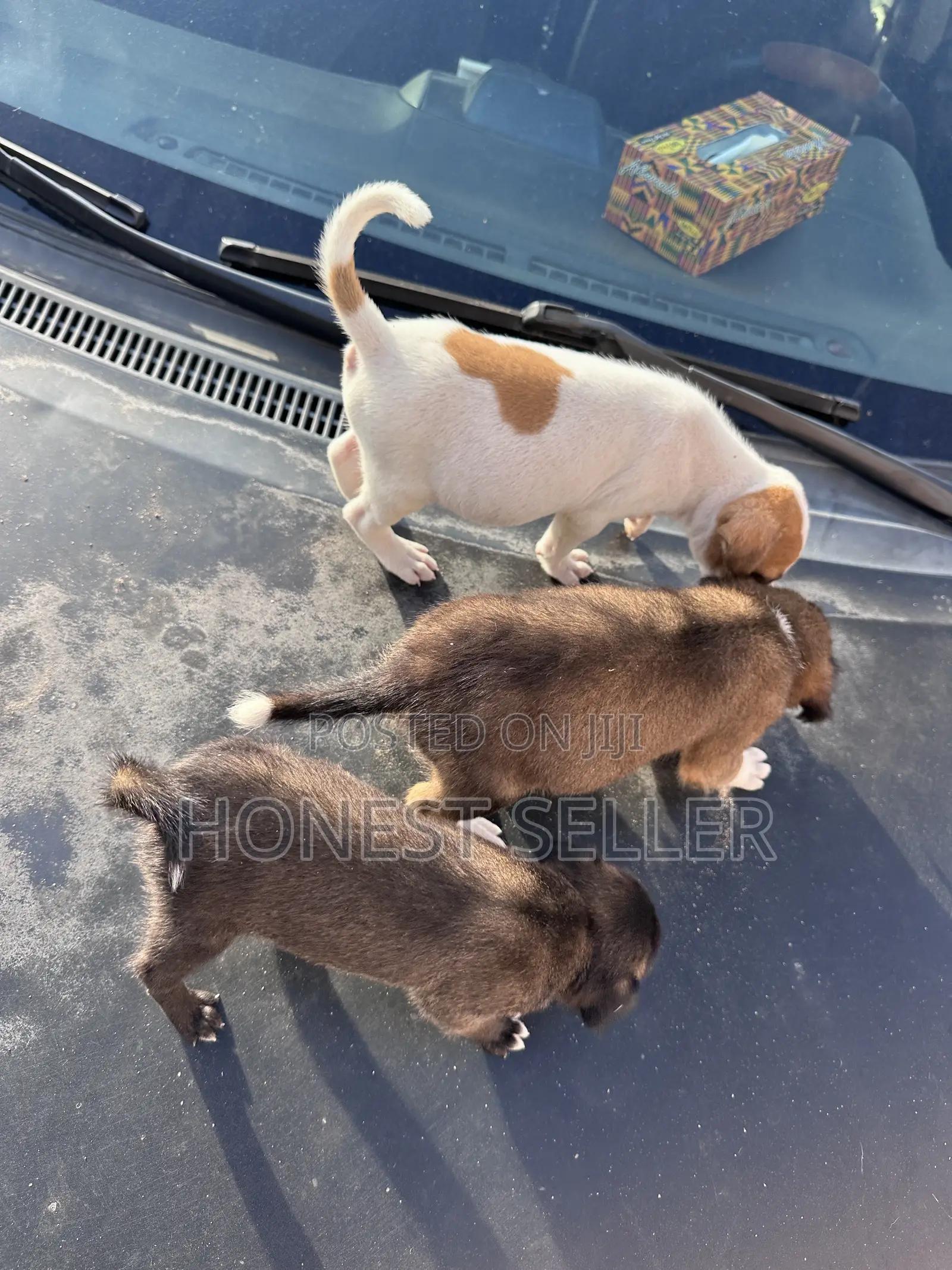 1-3 months Male Mixed Breed Dog