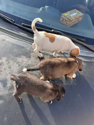 1-3 months Male Mixed Breed Dog