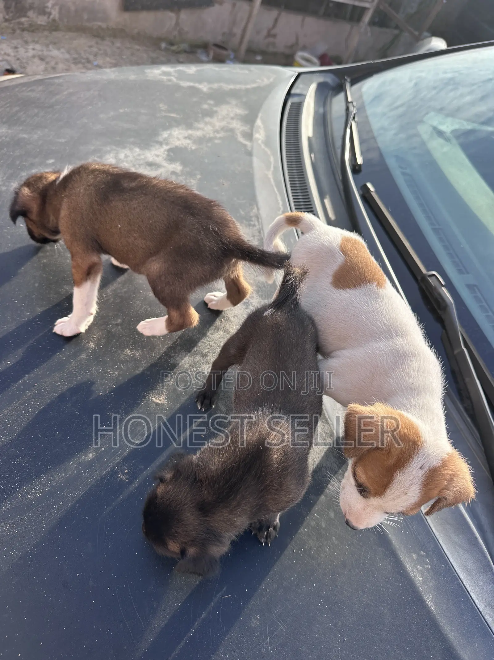 1-3 months Male Mixed Breed Dog