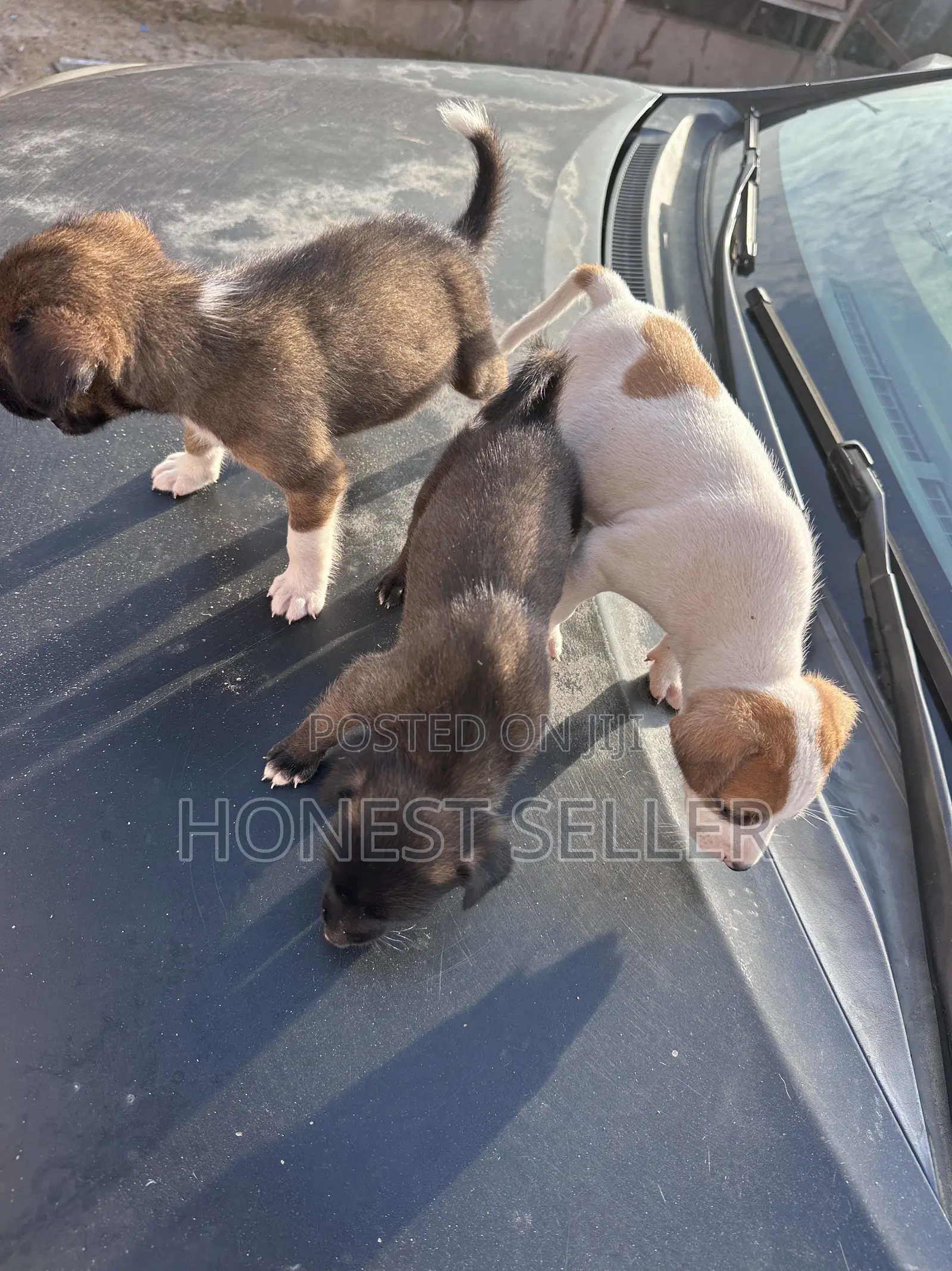 1-3 months Male Mixed Breed Dog