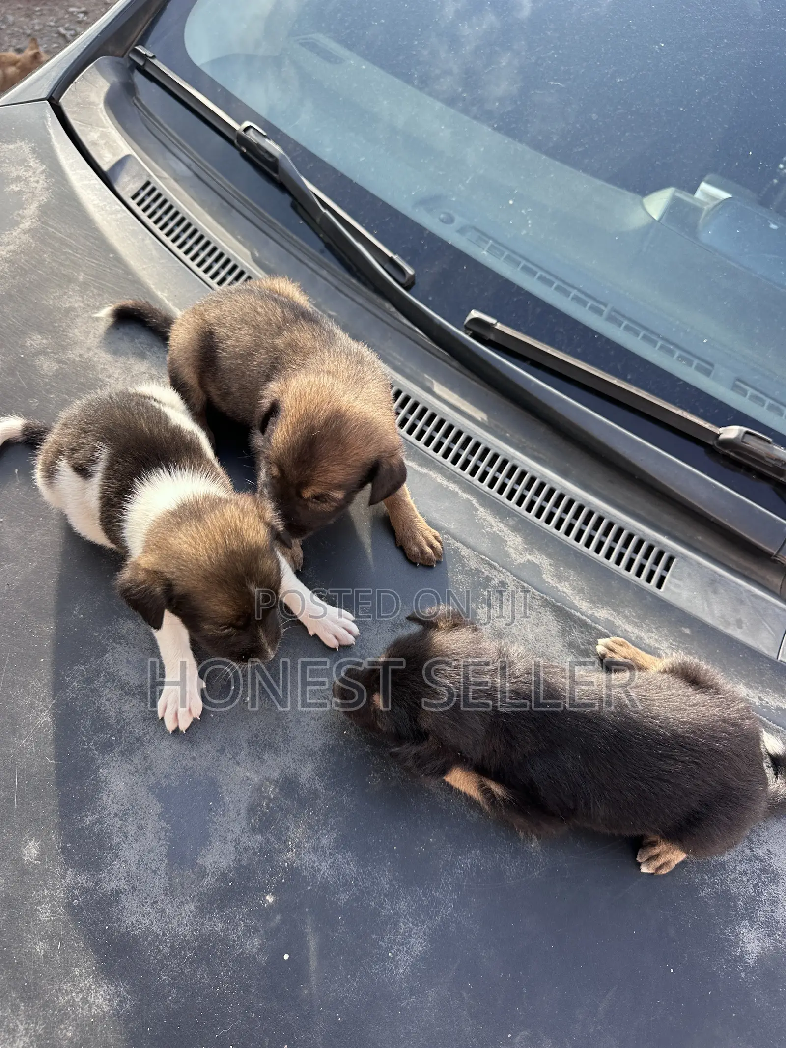 1-3 months Male Mixed Breed Dog
