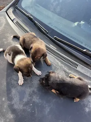 1-3 months Male Mixed Breed Dog