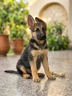 1-3 months Male Purebred German Shepherd