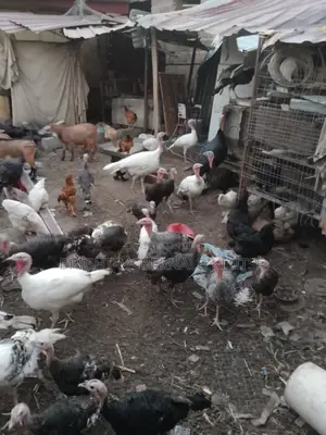 Turkeys and Goats