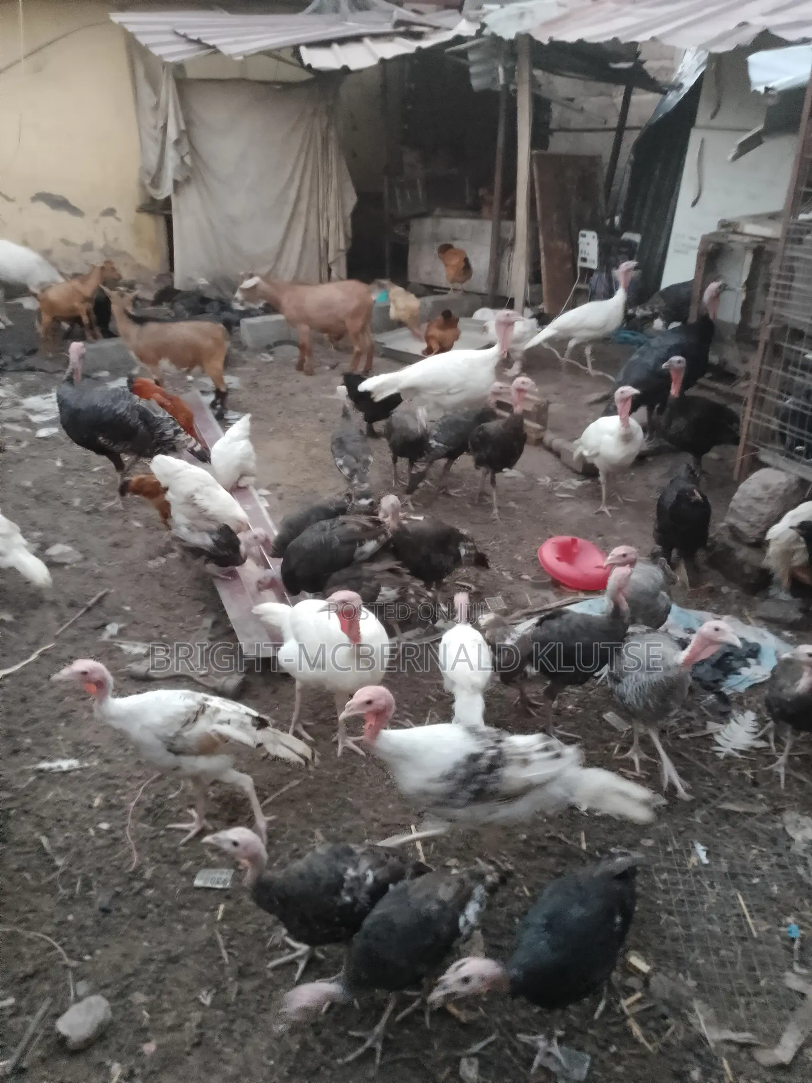 Turkeys and Goats