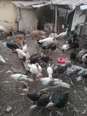 Turkeys and Goats