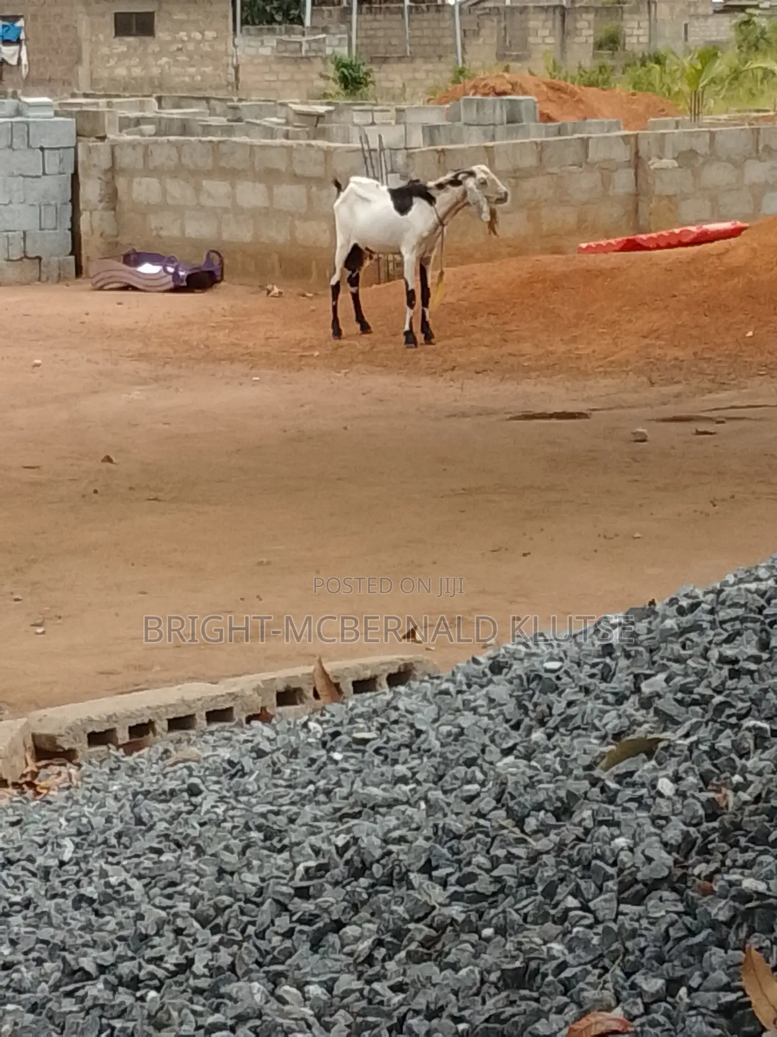 Turkeys and Goats